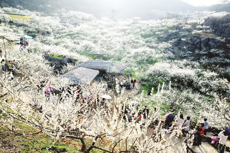 Hoa mơ - du lịch Hàn Quốc mùa xuân