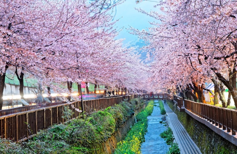 Du lịch Hàn Quốc mùa xuân muôn hoa rực nở điểm tô cho đất trời 