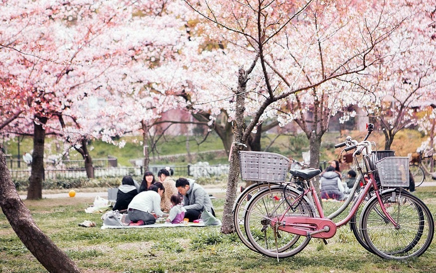 Lễ hội hoa Hanami là quốc lễ được mong chờ nhất trong năm