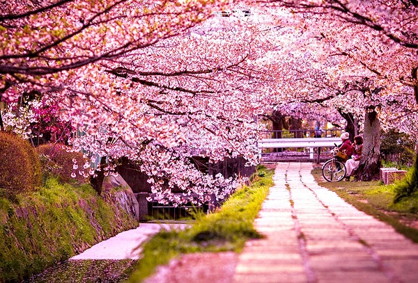 Dạo bước trên những con đường hai bên hoa anh đào trải dài cũng là một trải nghiệm rất khác khám phá lễ hội mùa xuân trên nước Nhật