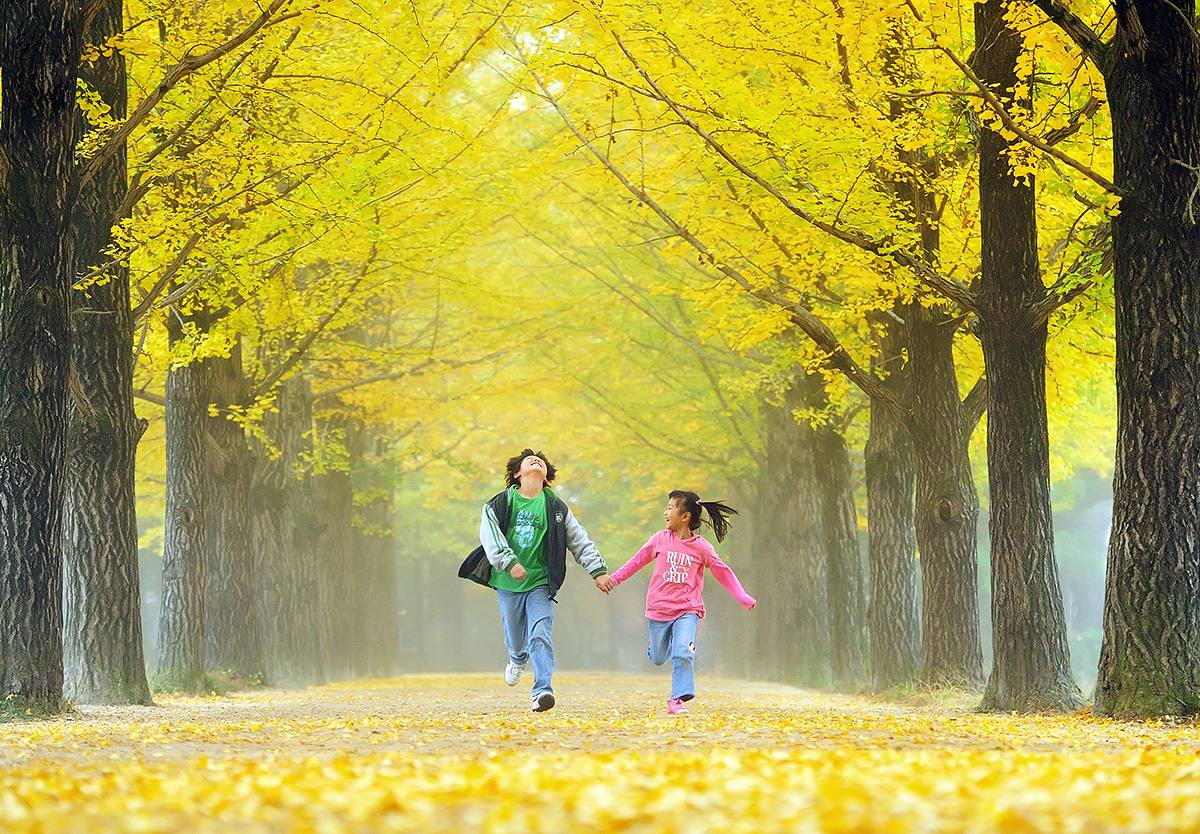 Mùa thu ở Hàn Quốc với con đường đầy lá vàng rơi
