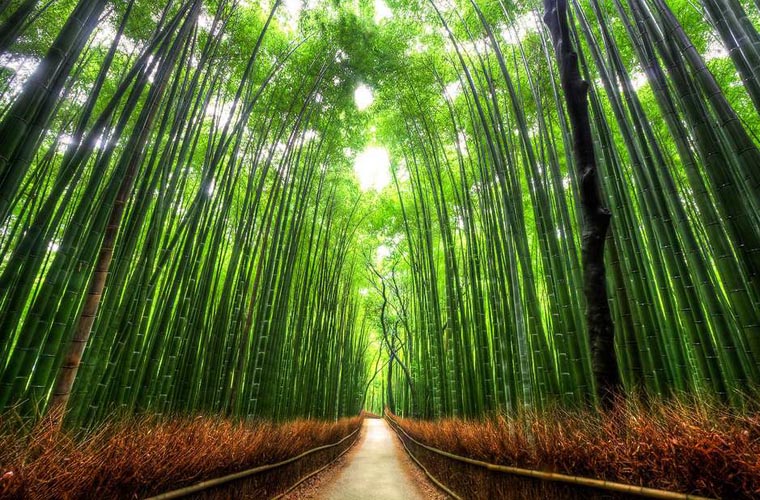 Một rừng trúc đẹp mê hồn ở Hàn Quốc tour du lịch Hàn Quốc giá bao nhiêu
