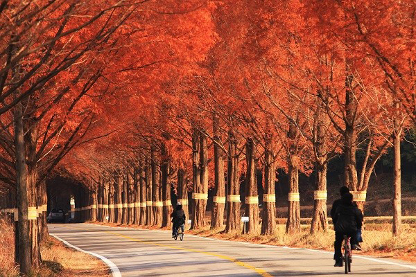 Thiên nhiên ưu ái cho Hàn Quốc vẻ đẹp hữu tình, nên thơ gây thương, gợi nhớ